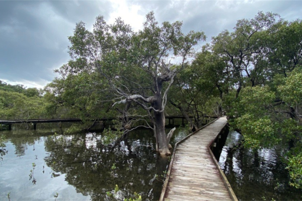 huskisson-mangrove-boardwalk